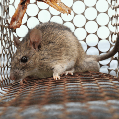 Rodent Control