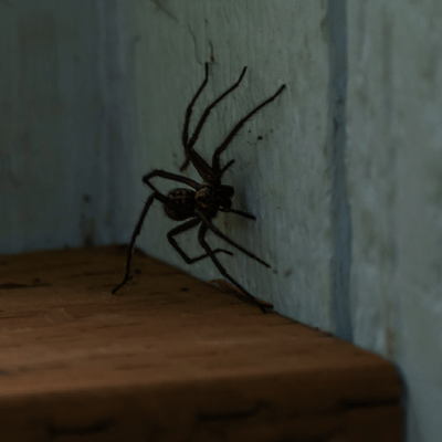 Spider Control