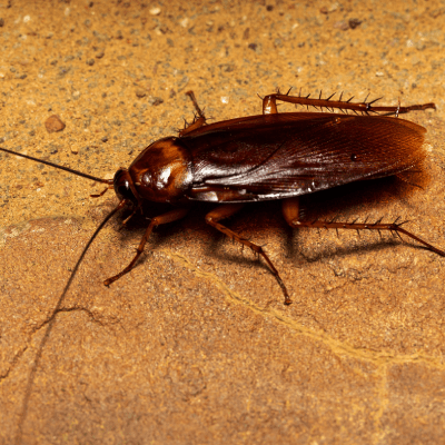 Cockroach Extermination
